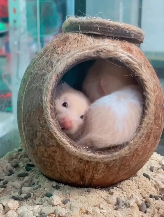 Casa de coco para hamster - Foto 5