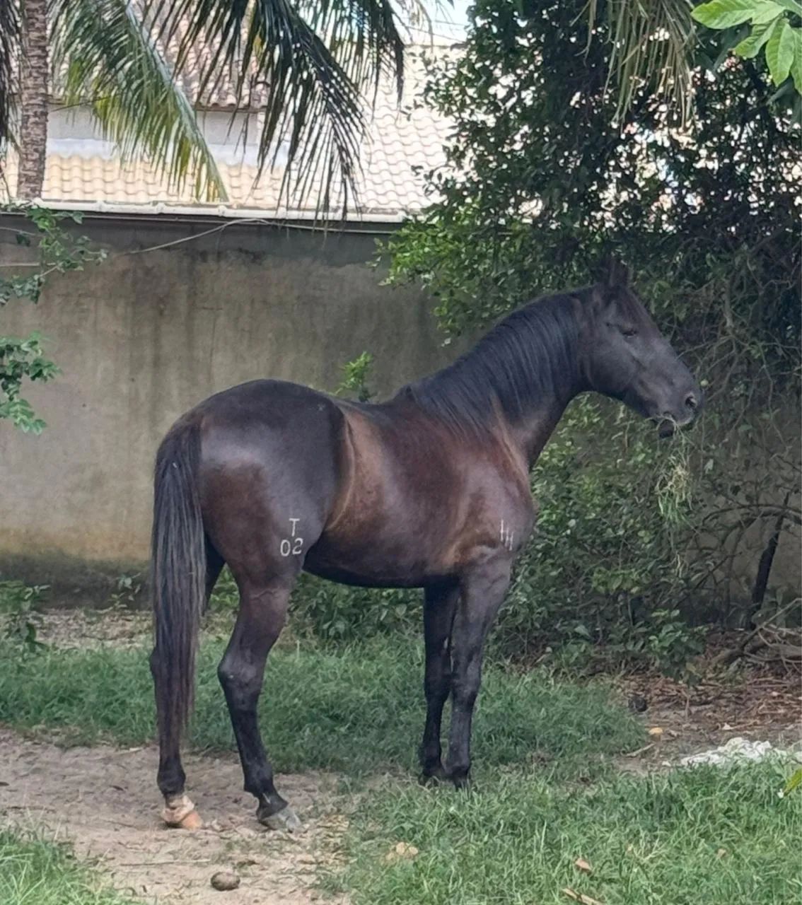 Cavalo / égua ( campolina marchador) - Foto 3