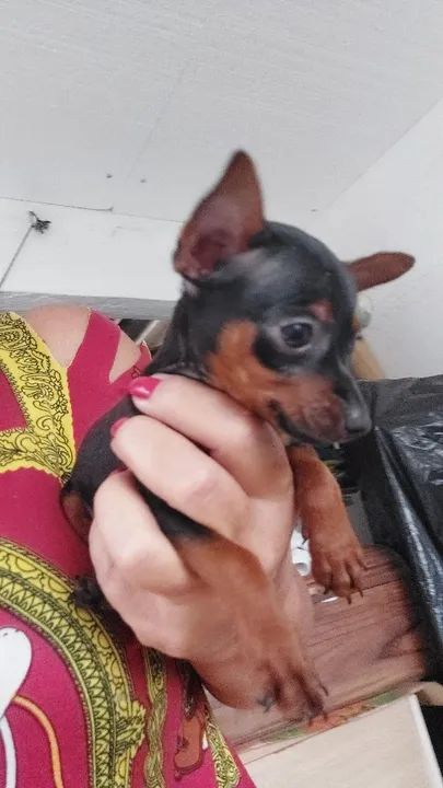 Filhote de Pinscher Miniatura