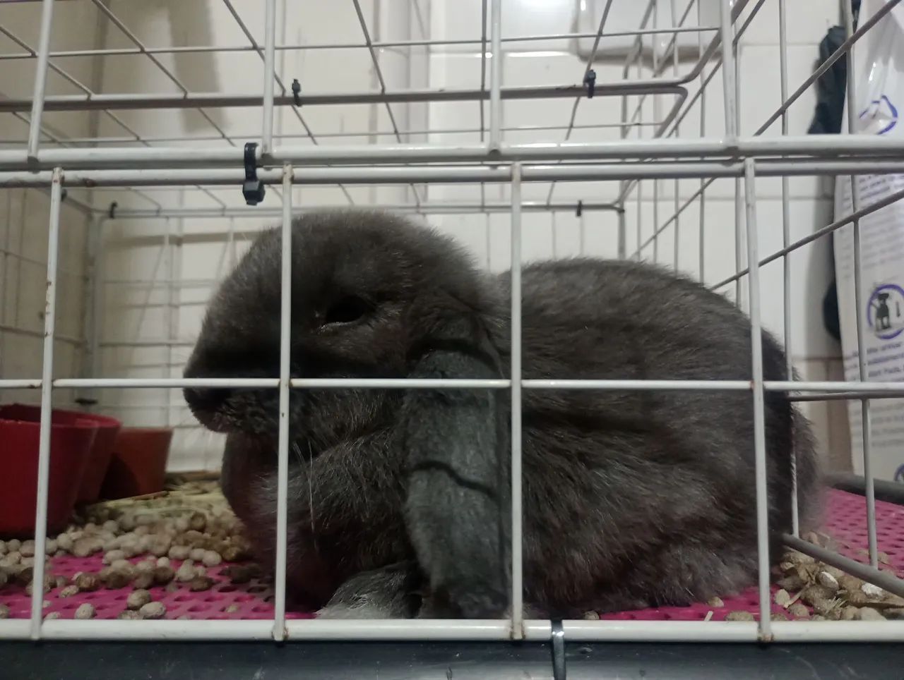 Coelho da raça Fuzzy de cor cinza. - Foto 2