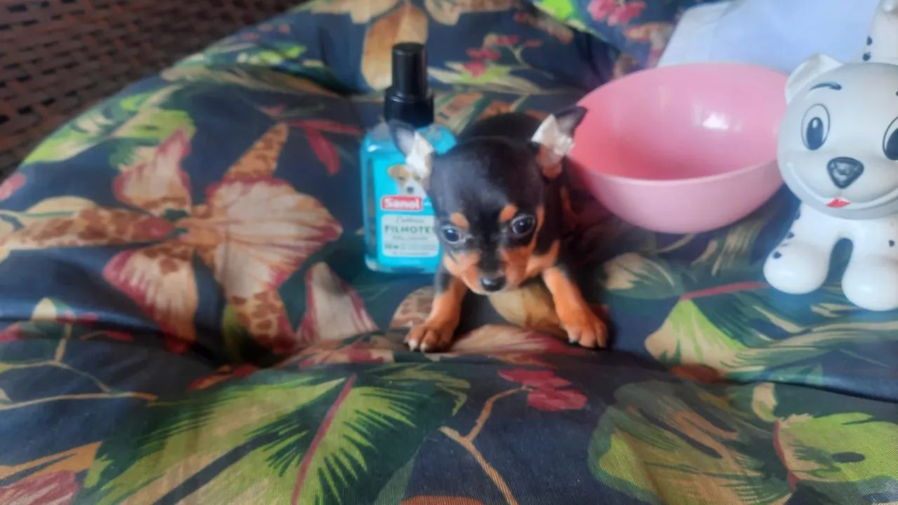 Pinscher 00 perfeitos filhotes black in tan com garantia e procedência - Foto 3
