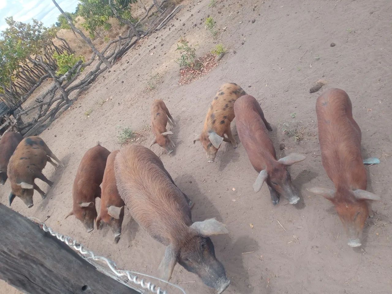 Porcos para venda  - Foto 2