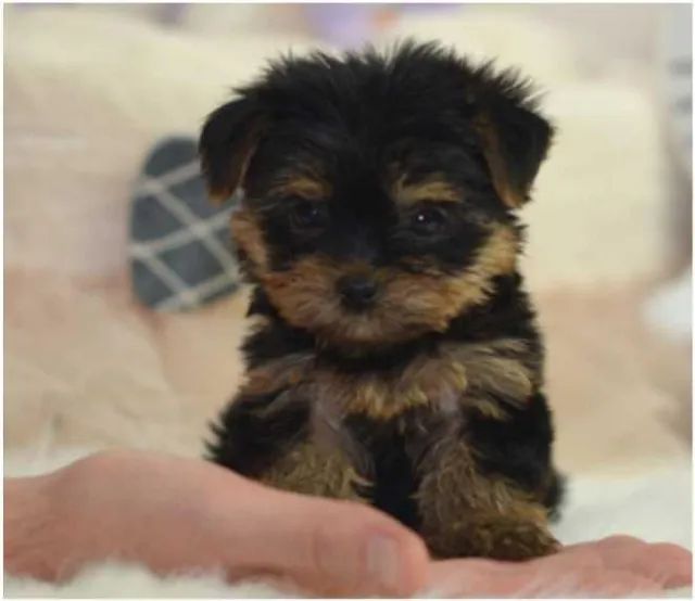 Yorkshire fêmea com 55 dias na cor preto com canela vacinada e com pedigree-Alberto