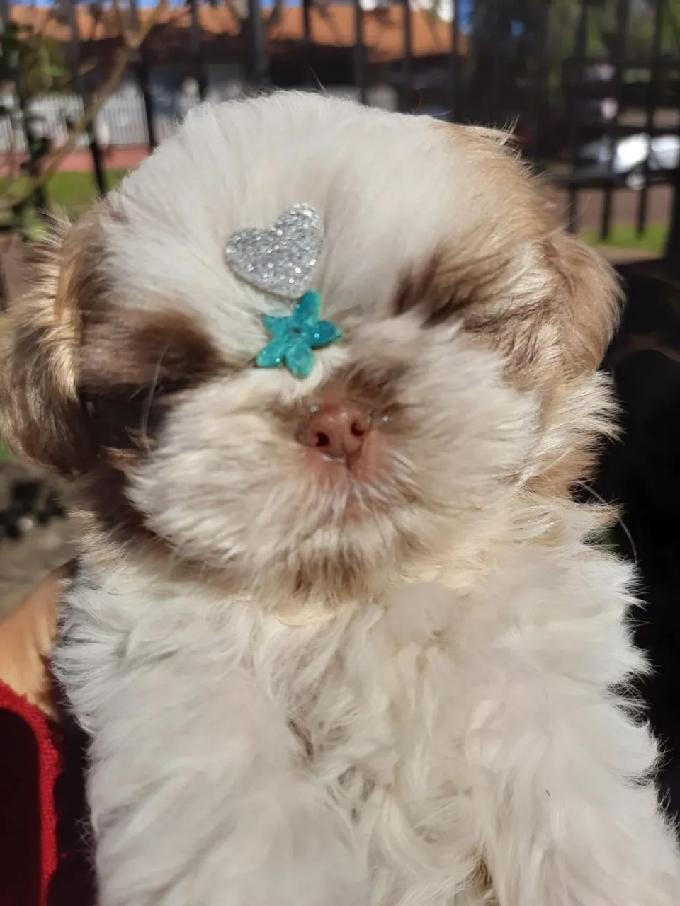 Filhote Shih Tzu machinho