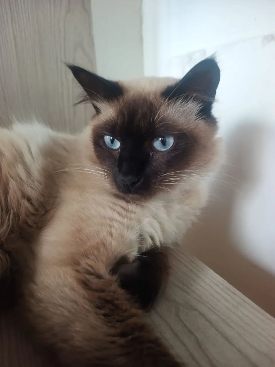 Lindo Gatinho Siamês Macho para Doação Urgente! - Foto 4