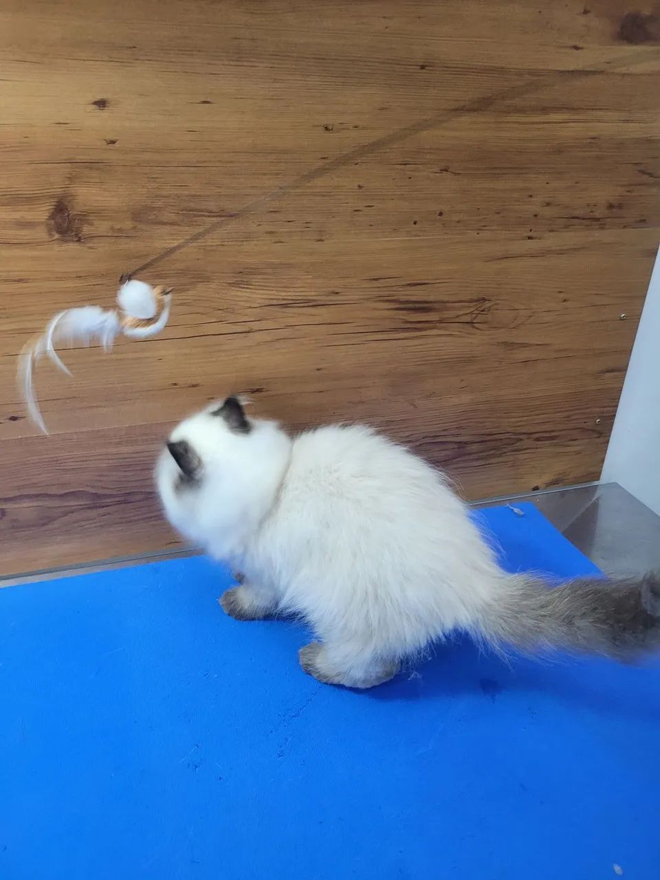 Gatinho Persa Himalaia femea - Foto 6