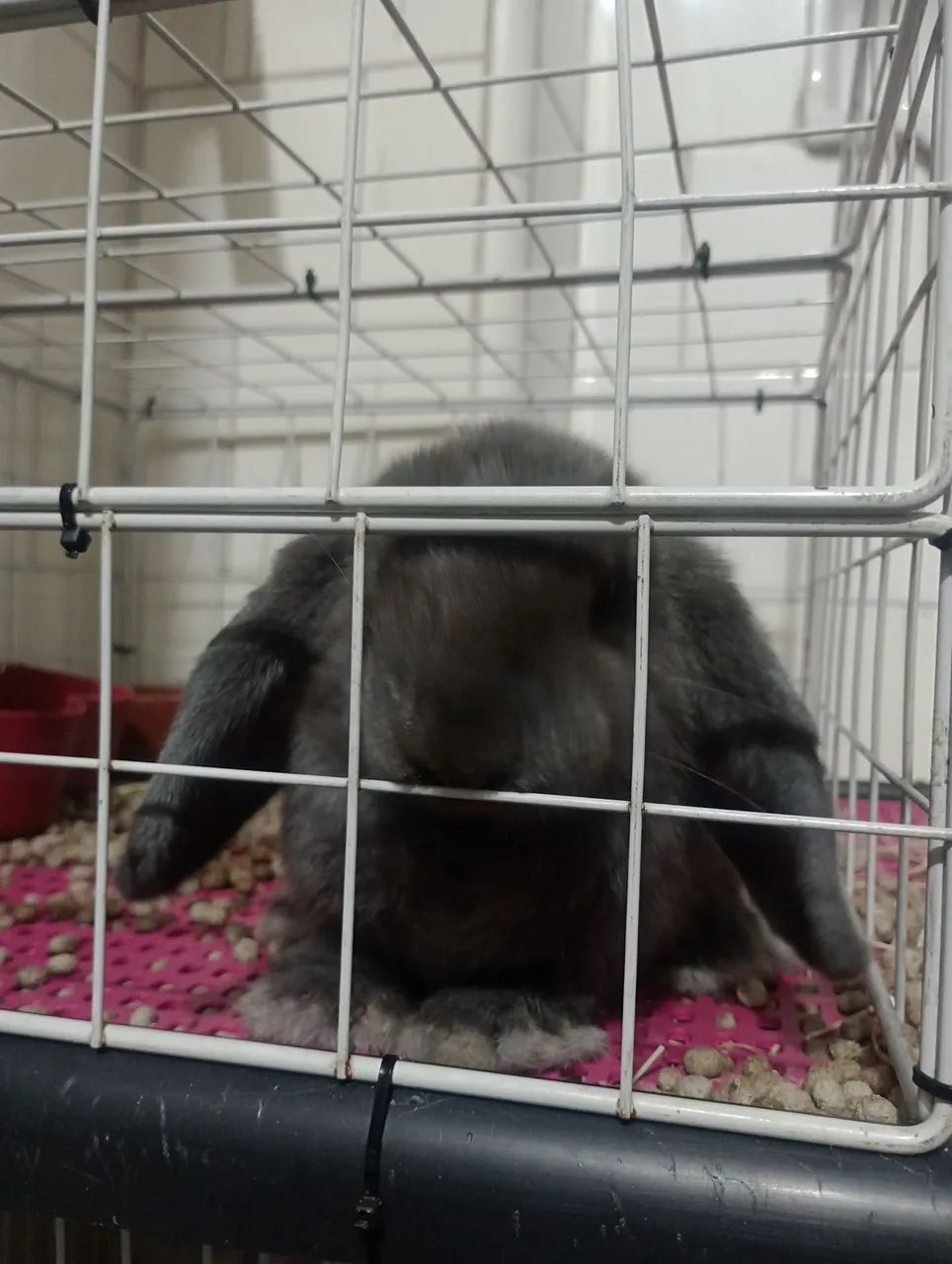 Coelho da raça Fuzzy de cor cinza. - Foto 3