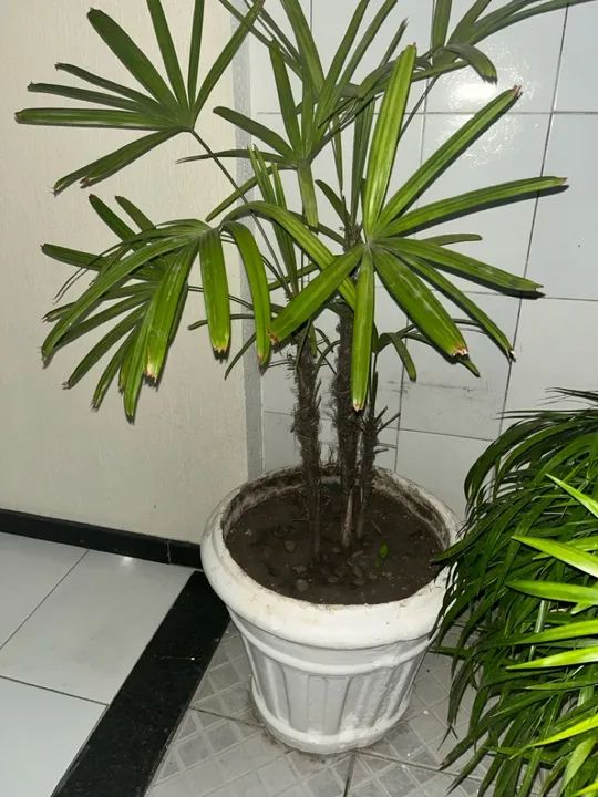 Palmeira + Jarro de cerâmica  - Foto 2