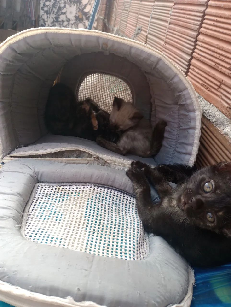 Gatinhas para adoção! Com 3 meses de vida, todas fêmeas. - Foto 2