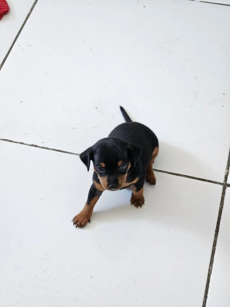 Filhote de Pinscher Pequenos - Foto 5