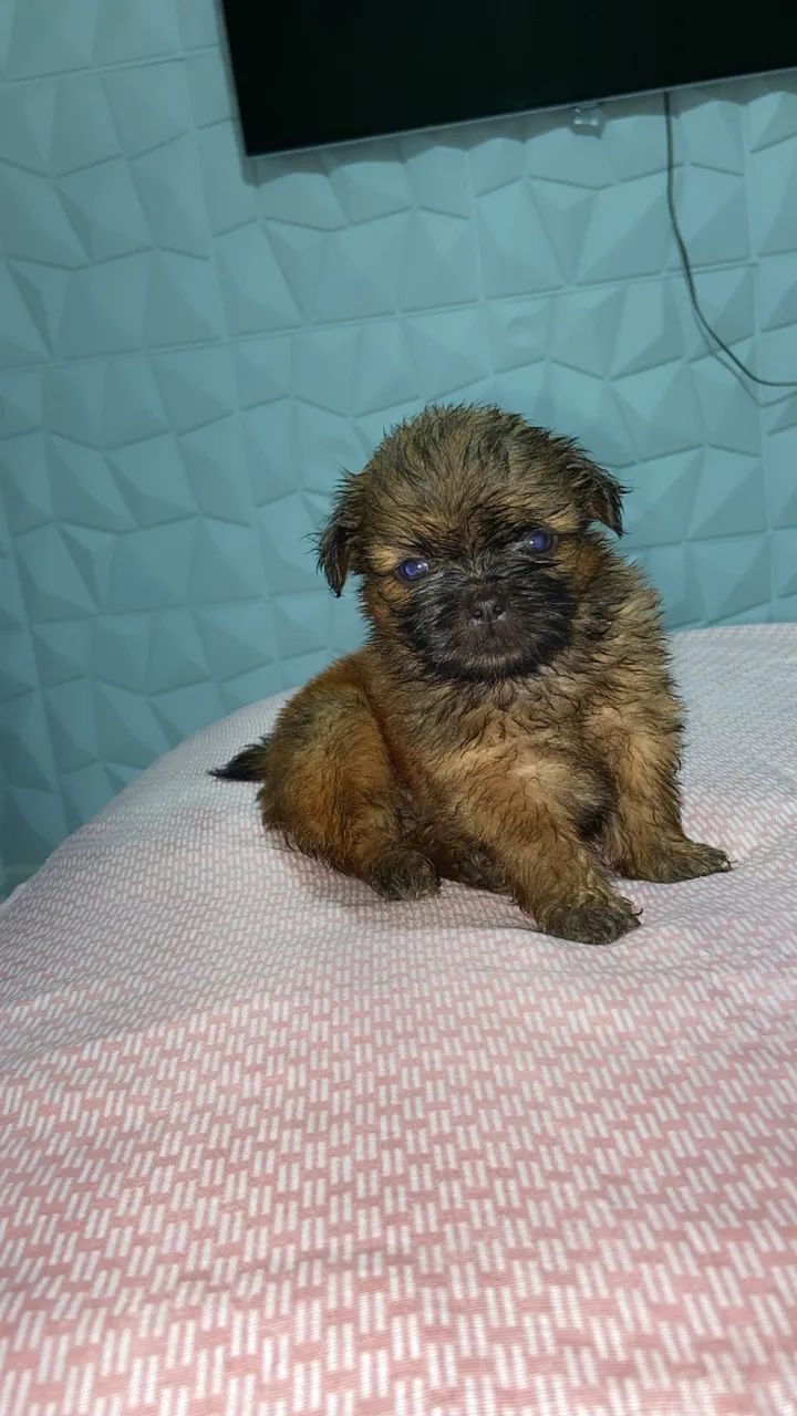 Shih tzu puro  - Foto 3