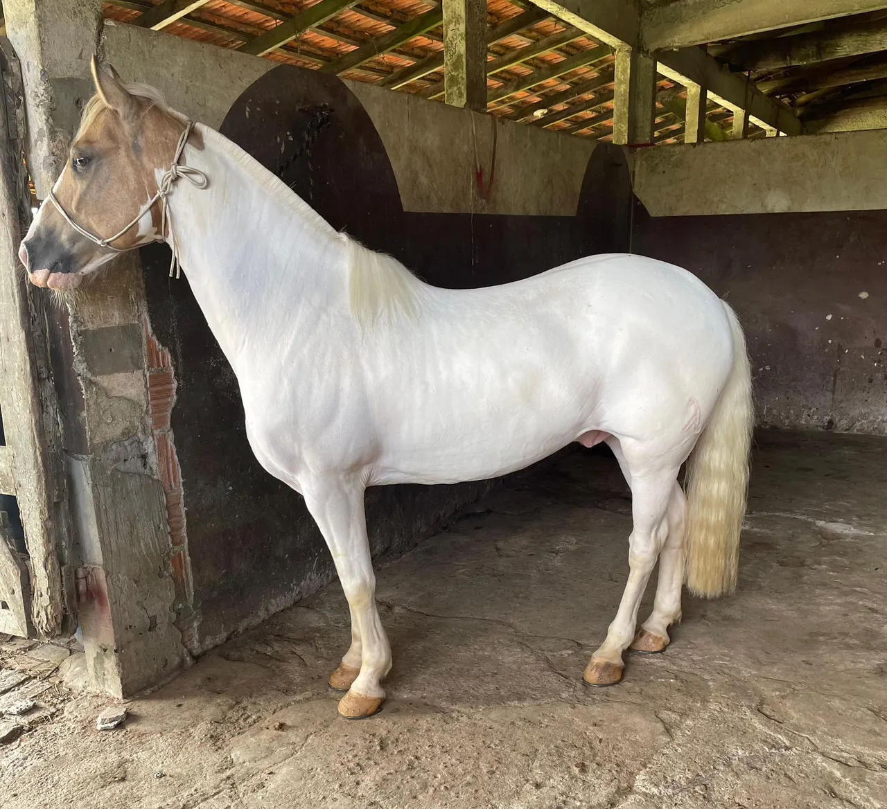 Cavalo Crioulo Puro Sangue