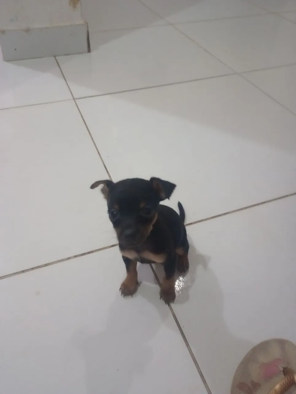 Filhote de pinscher pra vender já com a primeira doce da vacina e vermífugo
