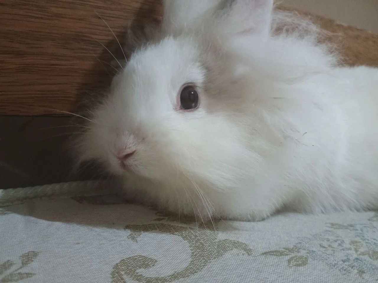 Coelhinho branco fofinho para adoção