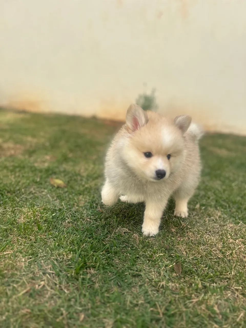 Filhote de Pomsky