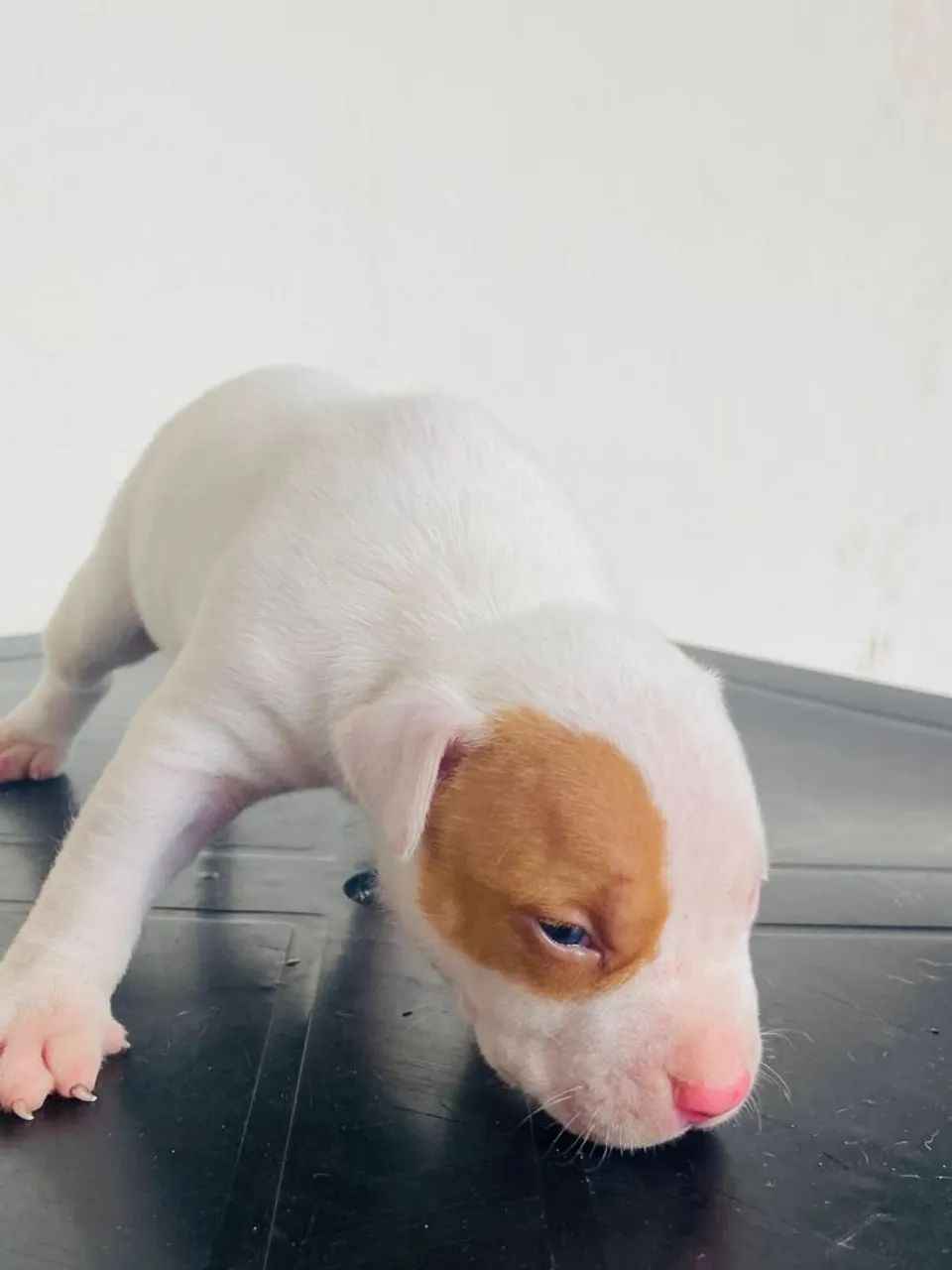 PITBULL 20 dias * chama no ZAP valor 700 reais  - Foto 3