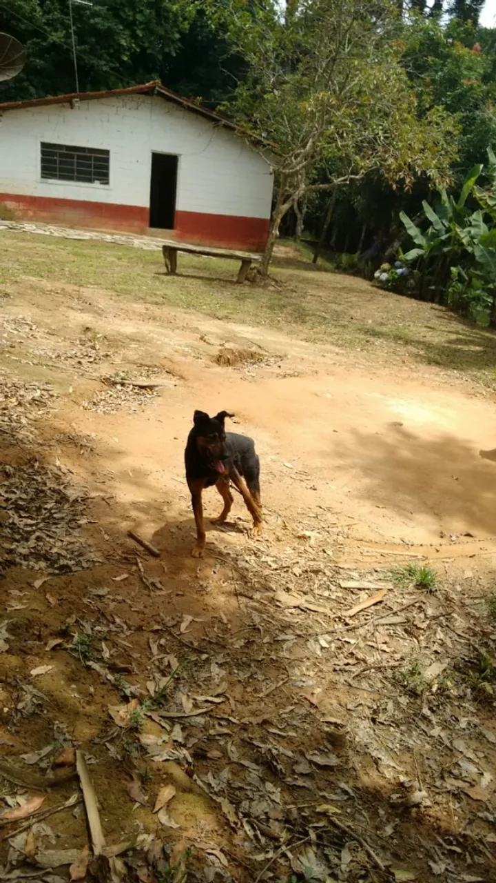 VENDE SE SITIO 2 ALQUEIRES