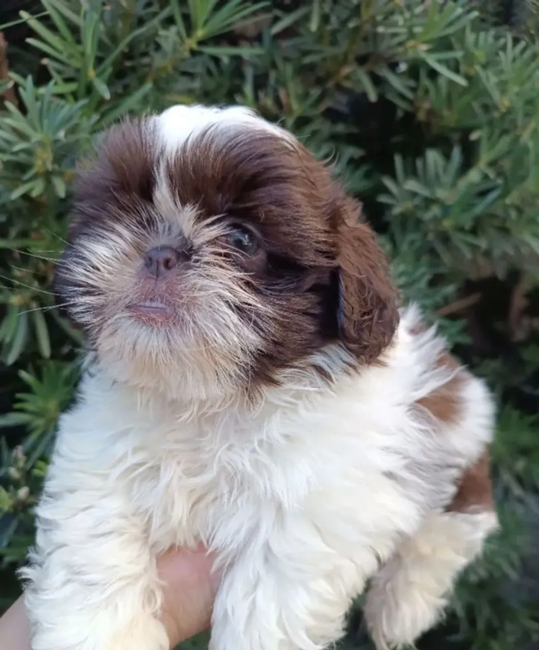 Shih tzu macho