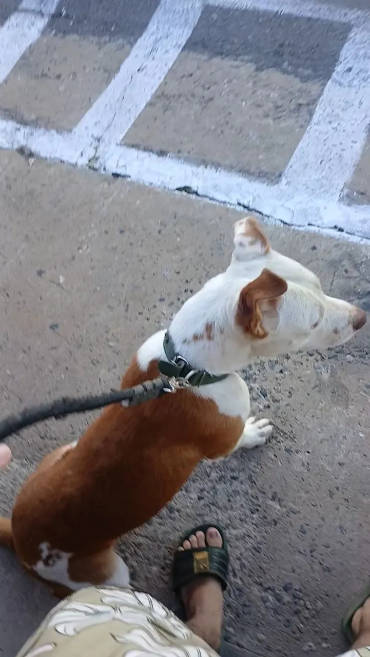Filhote Pit Bull - 8 meses