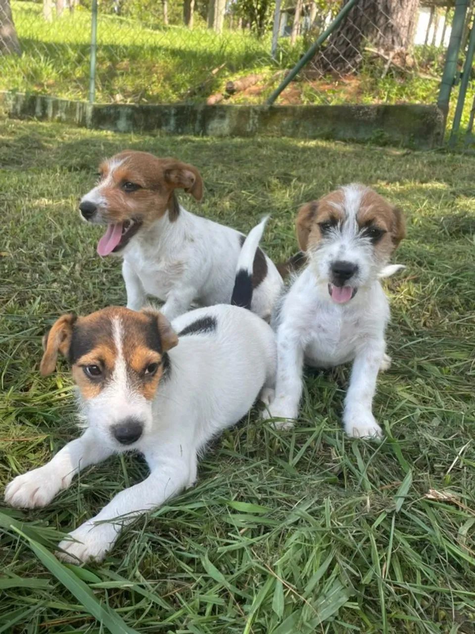 AQUI O SEU JACK RUSSEL TEM QUALIDADE VETERINÁRIA DE CRIAÇÃO.CÃES LINDOS. - Foto 2
