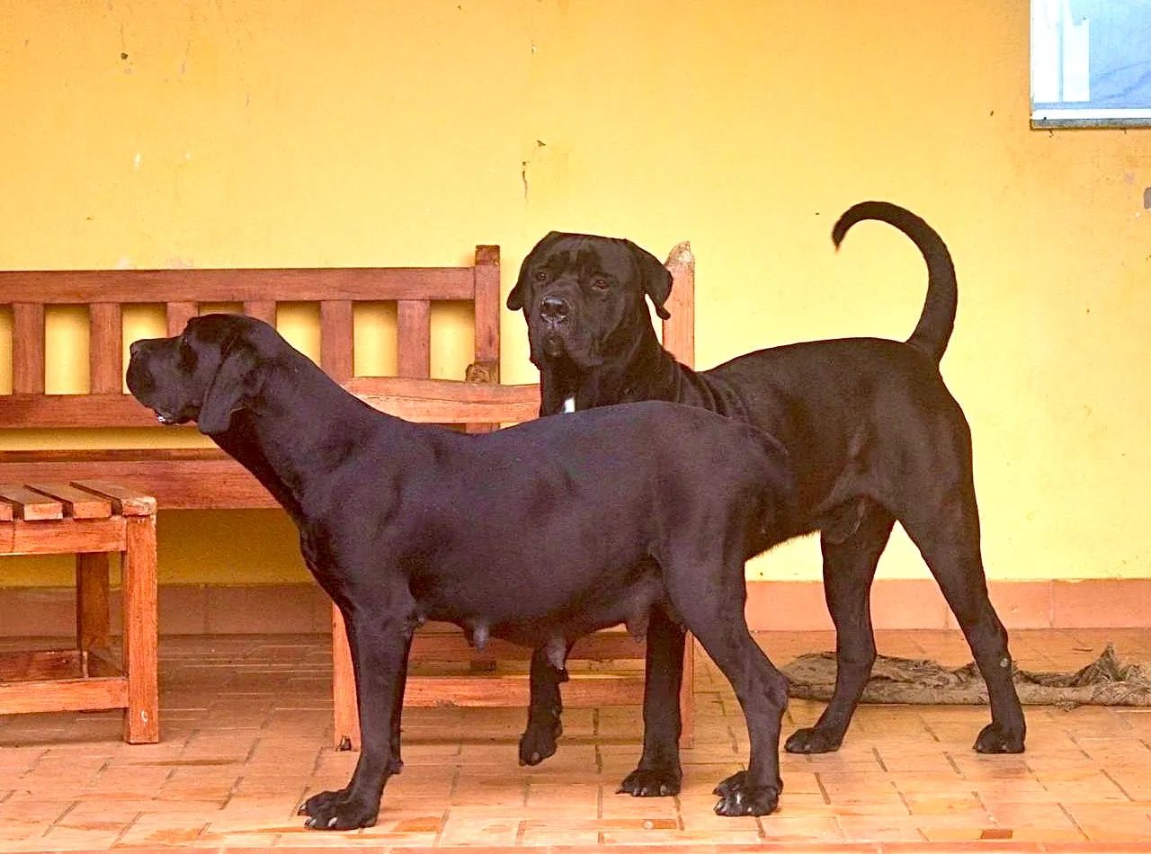 Cane Corso padrão internacional genética campeã - Foto 4