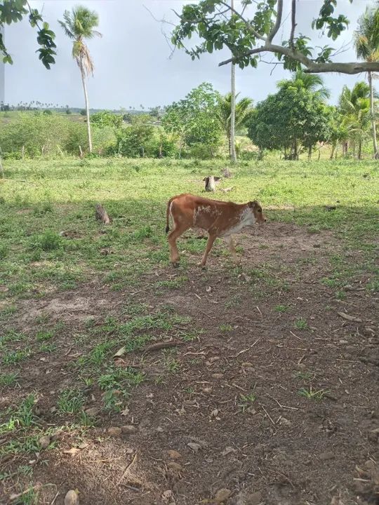 Vaca parida e novilha - Foto 5