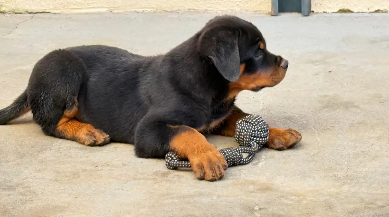 Rottweiler filhote lindo