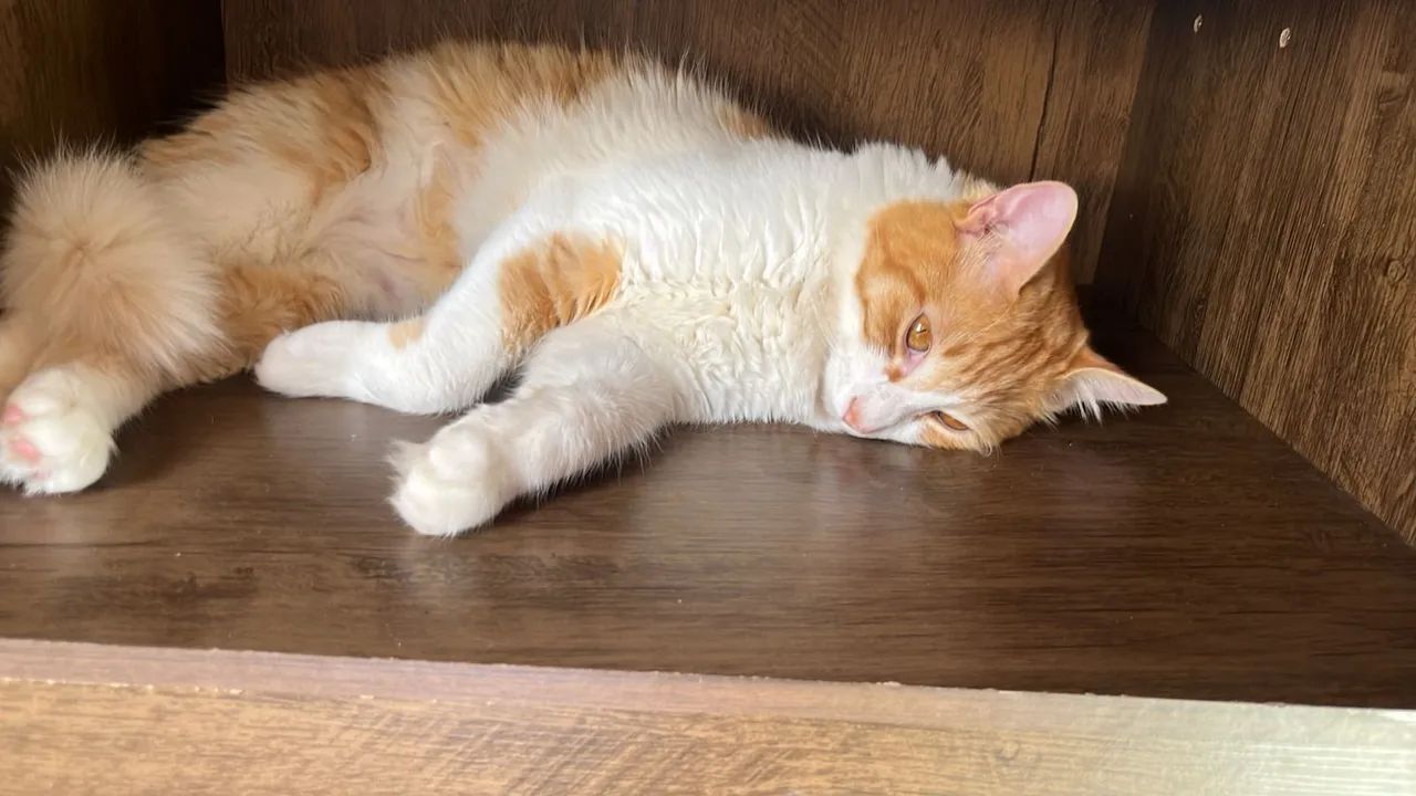 Gato Lindo para Adoção