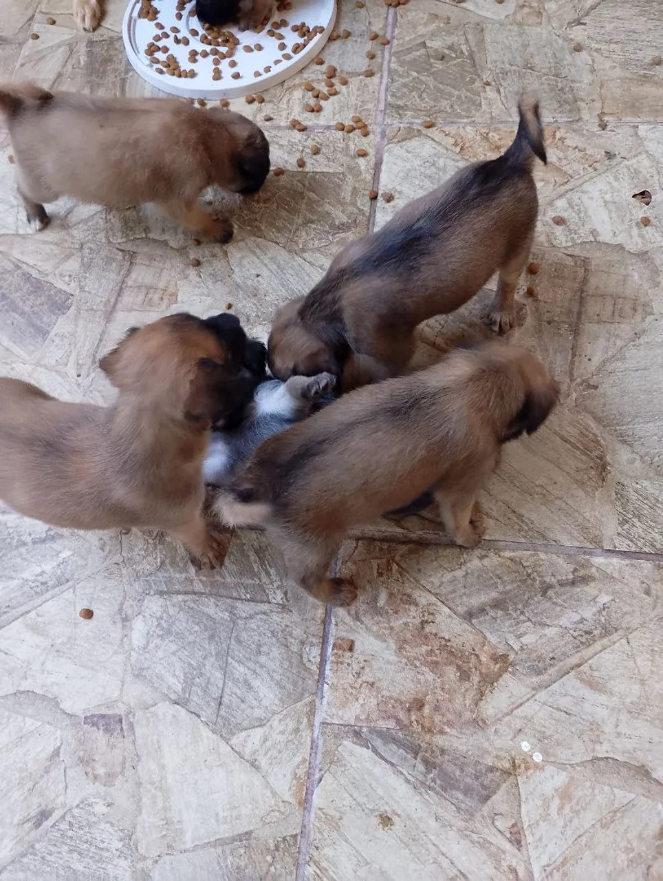 Filhotes de cachorro