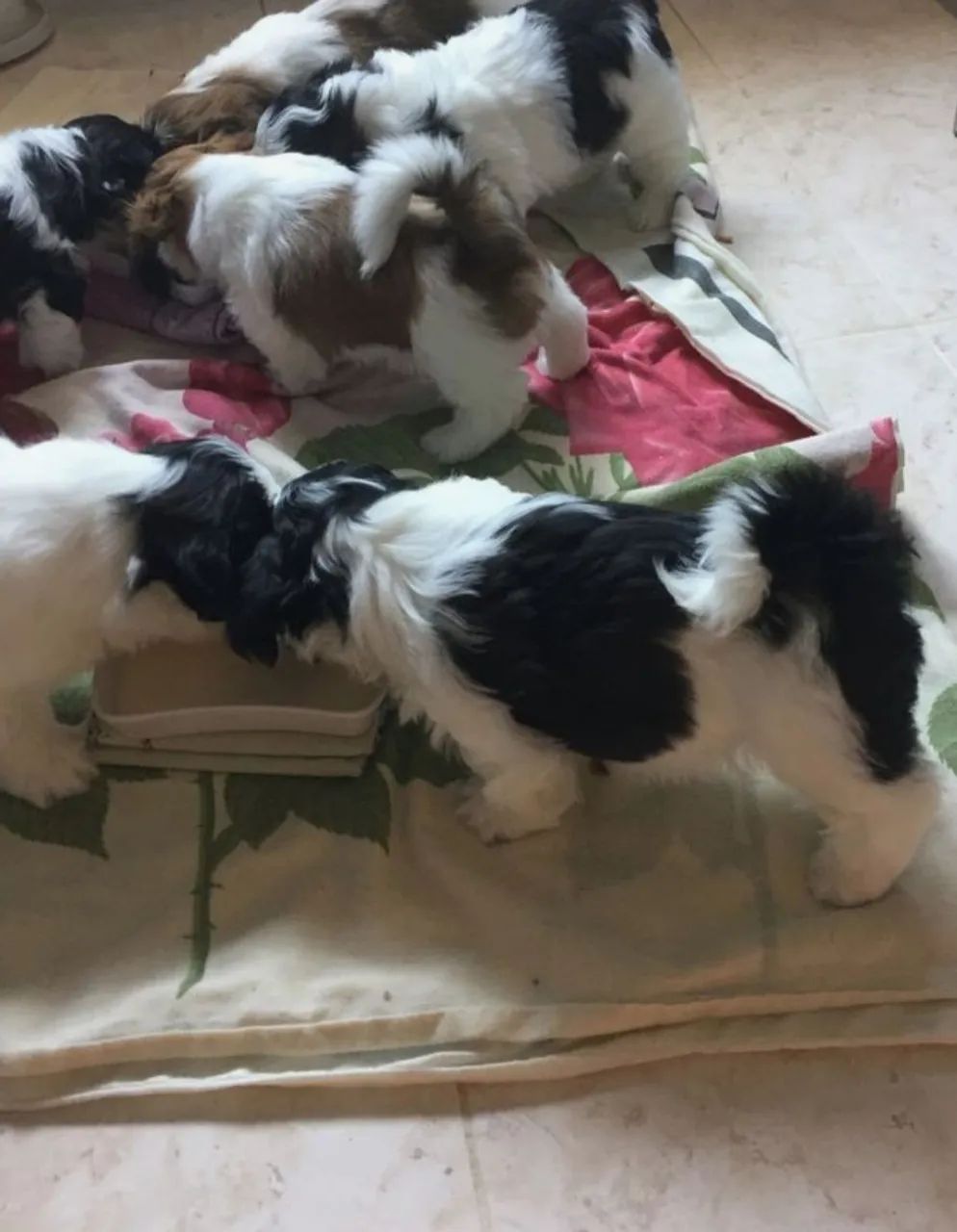 Filhotes Shih Tzu - Lindos e Carinhosos - Foto 4