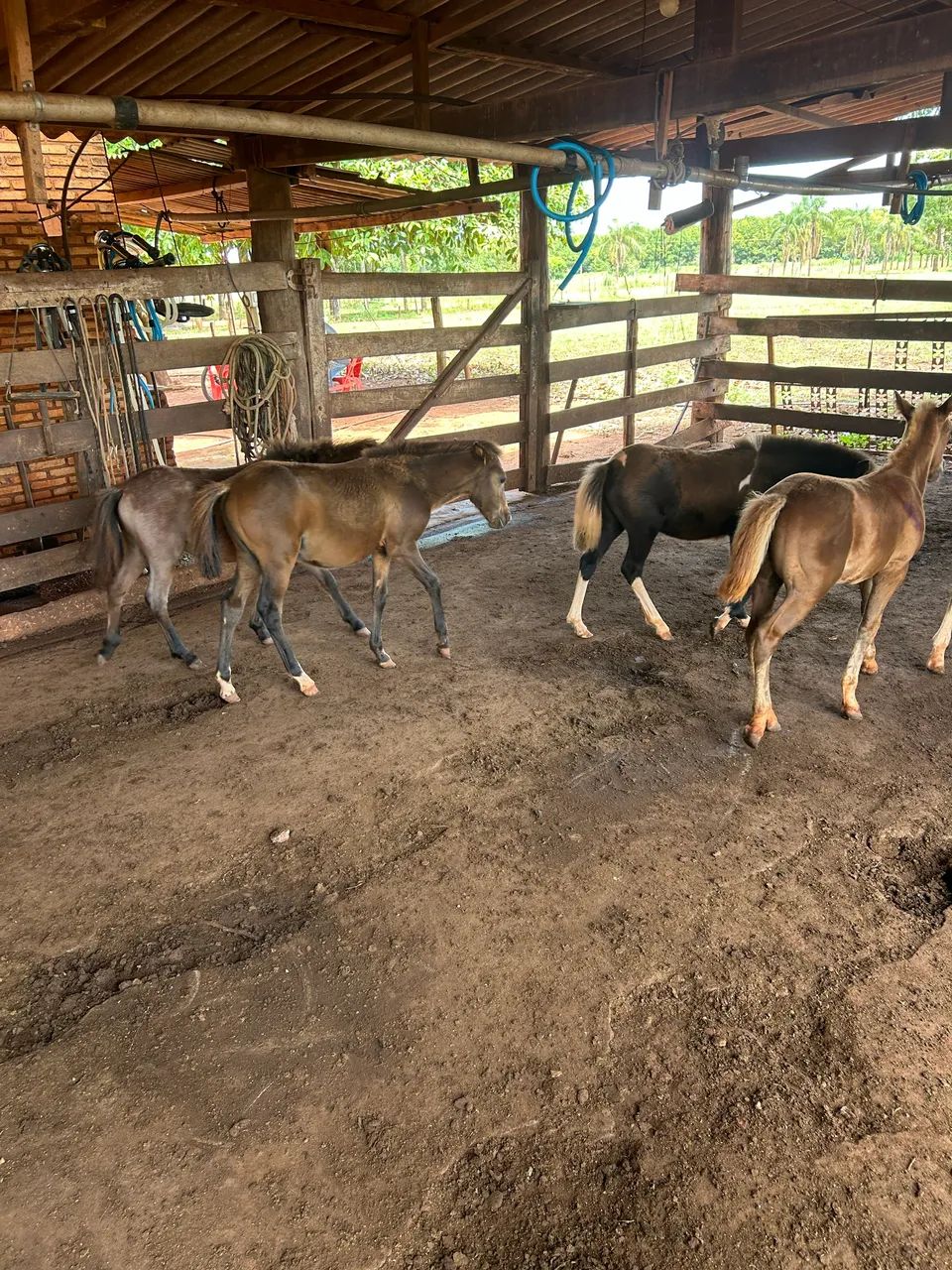 Pôneis lote  - Foto 3