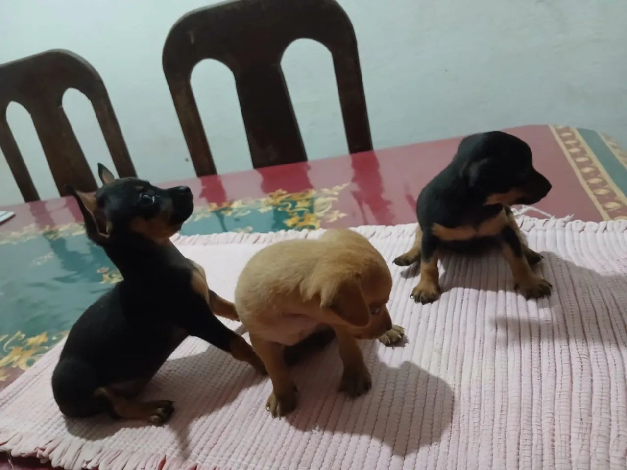 Cachorro - Foto 2