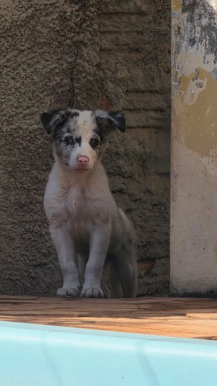 Border collie macho  - Foto 5