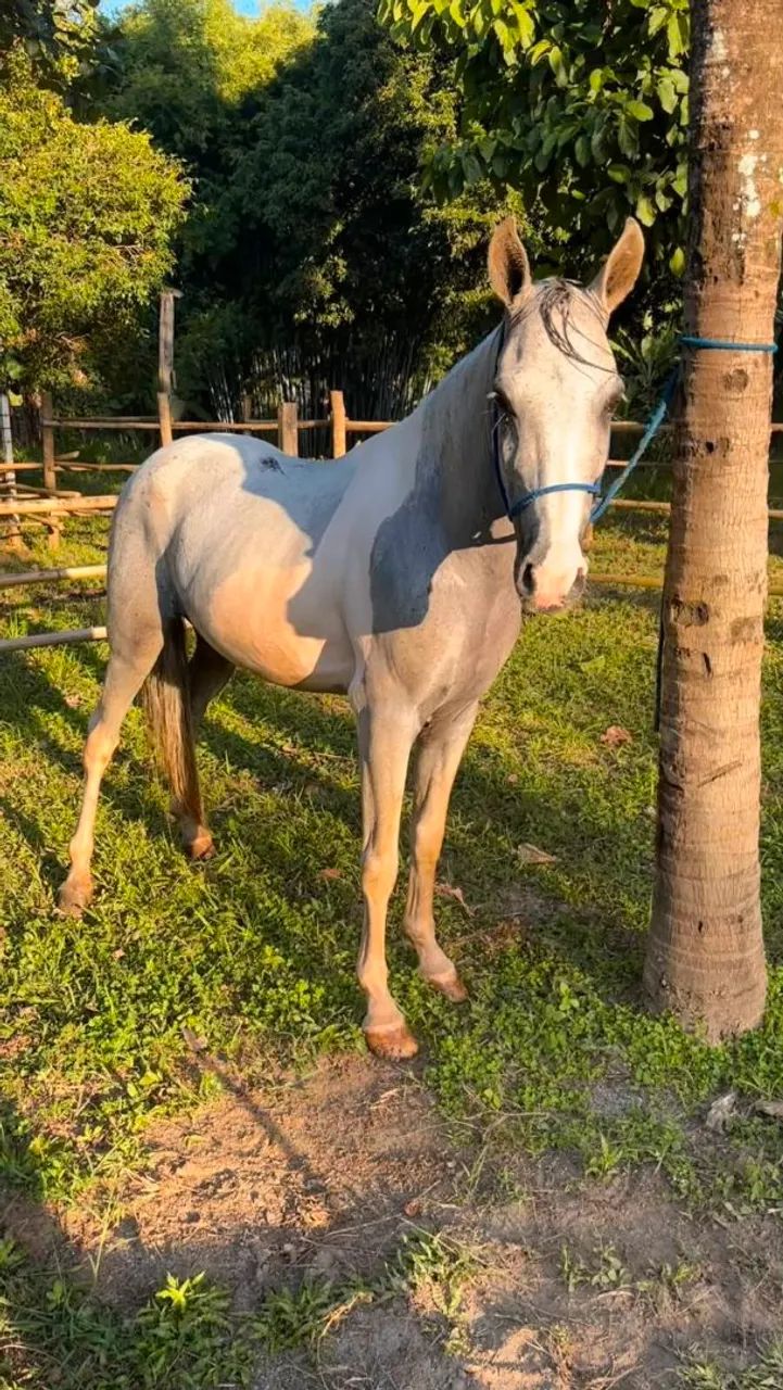 Cavalos  - Foto 5