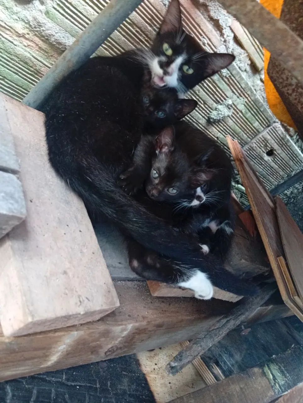 Gatos 