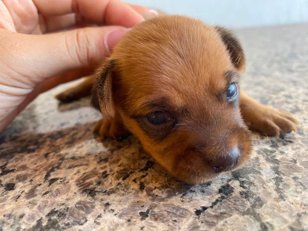 Pinscher  - Foto 3