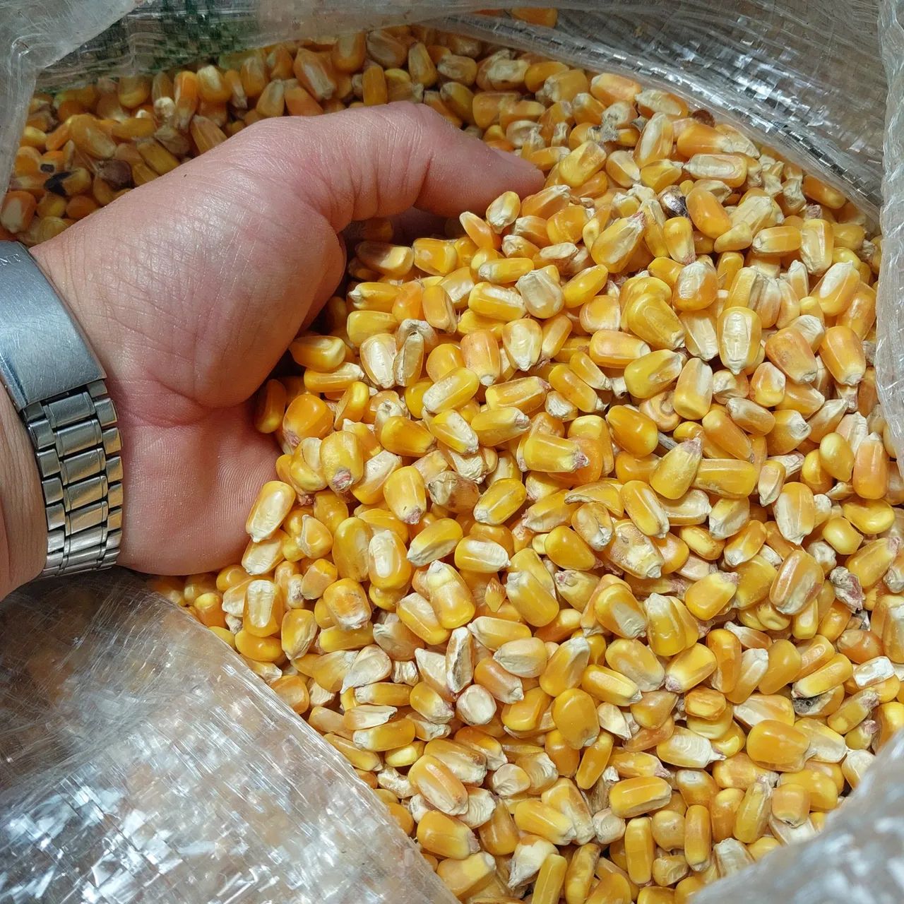 Milho 25.kg