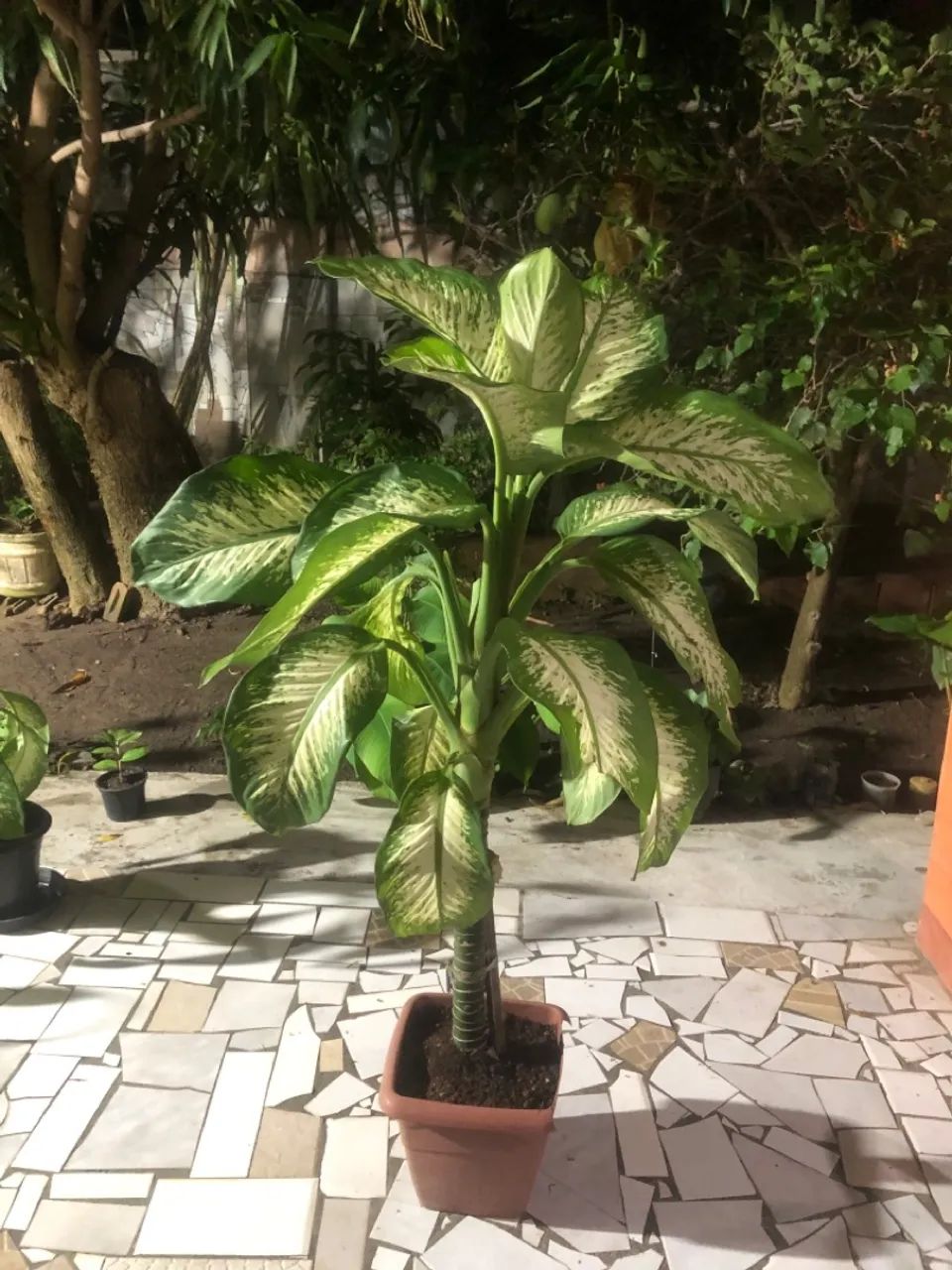 Plantas