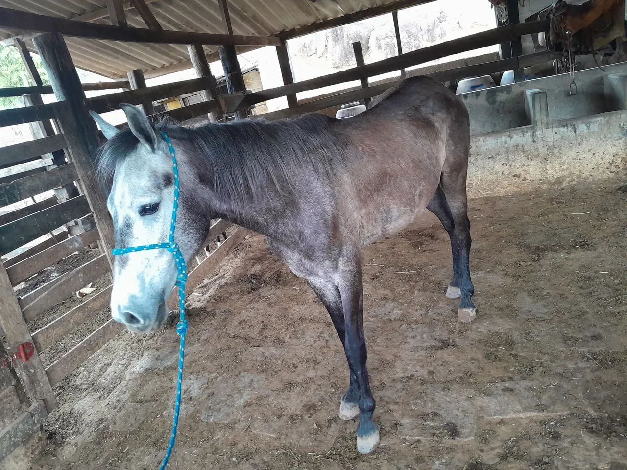 Vendo cavalo ? 