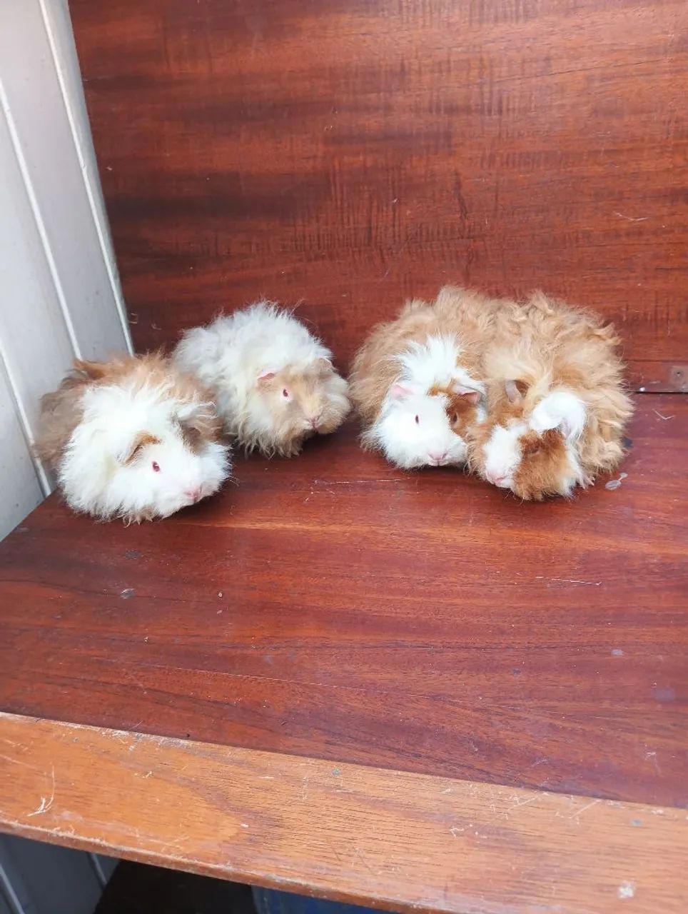 Vende-se porquinho da índia - Foto 3