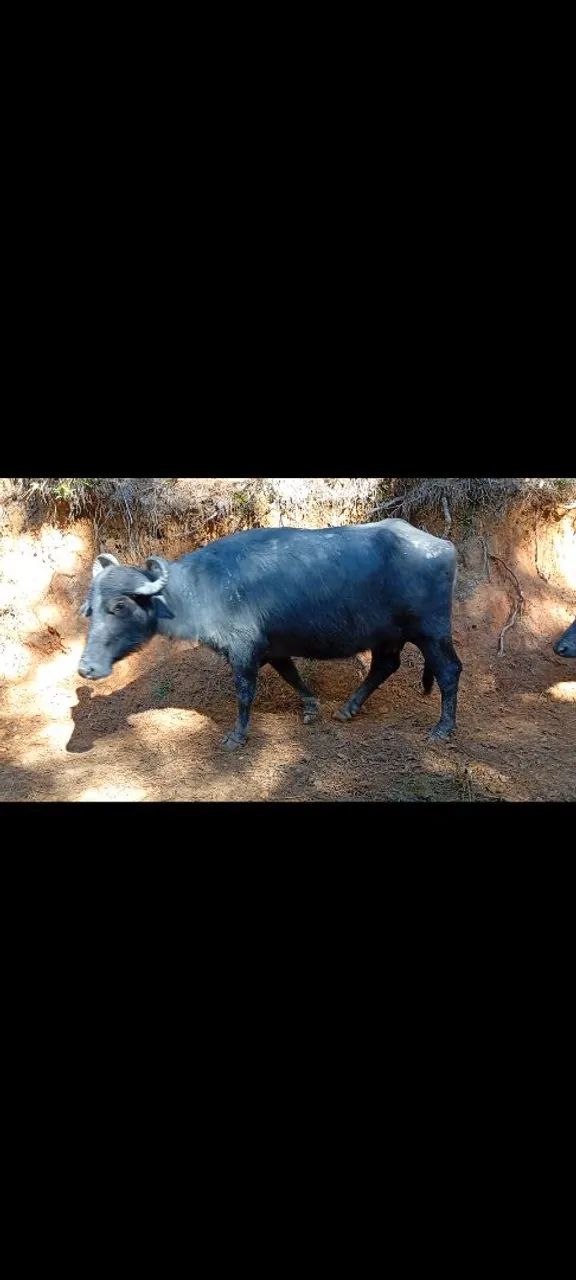 Búfalas e bezerro - Foto 2