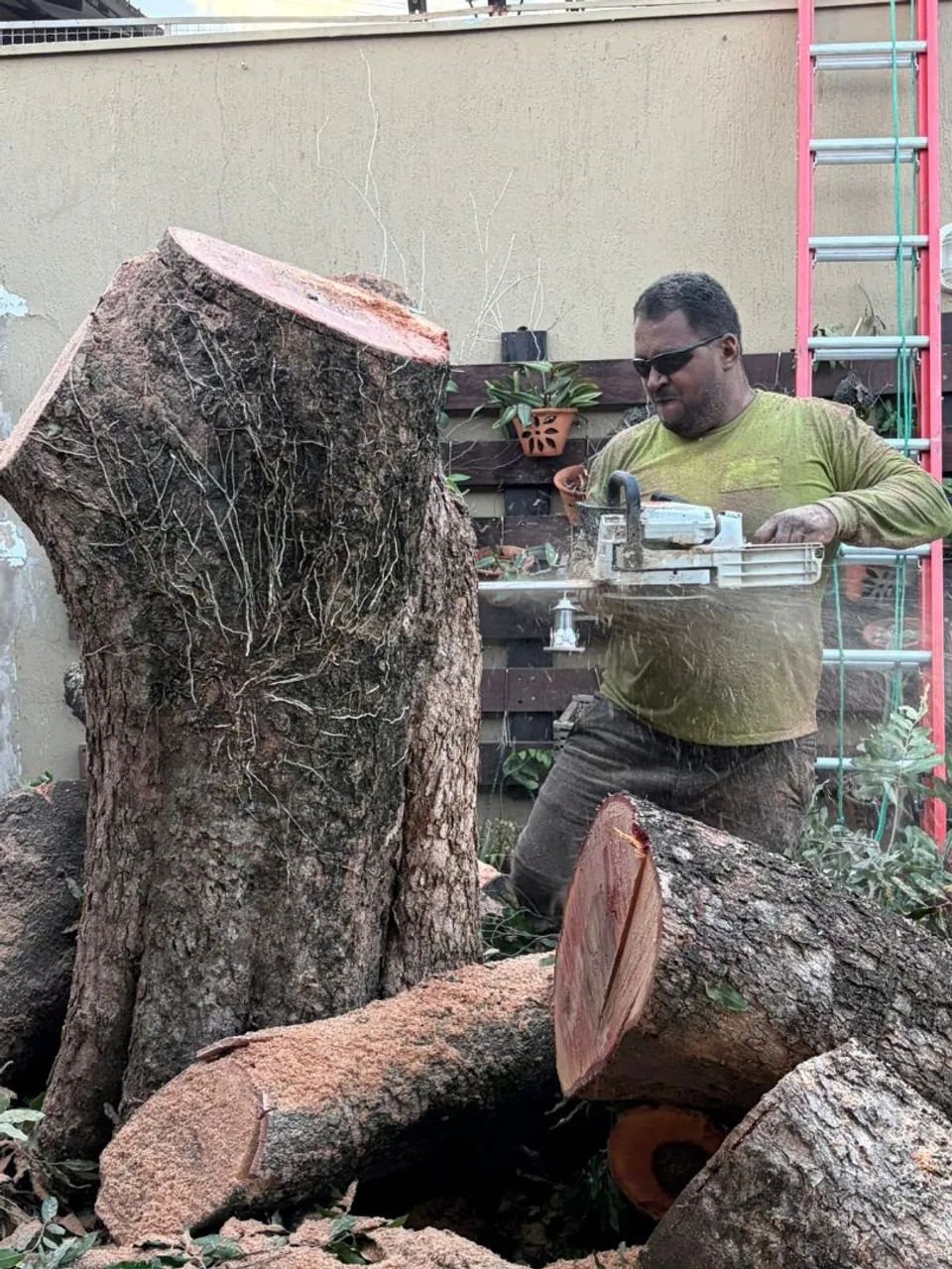 Poda e corte de árvores em geral  - Foto 4