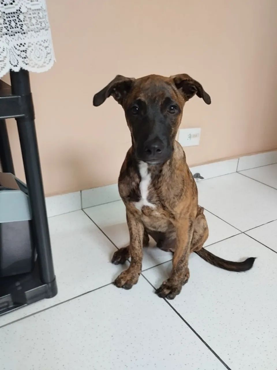 Doação de cão filhote - Foto 5