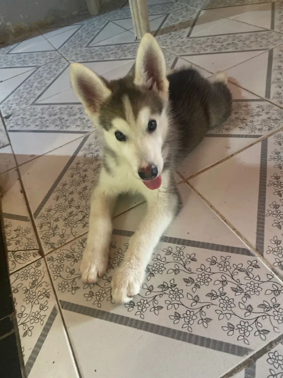 Cachorro husky - Foto 3