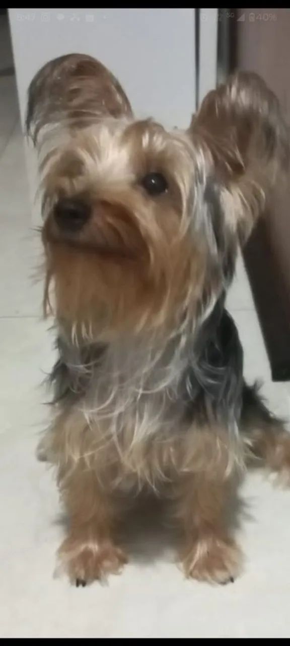 Lindo cachorro 