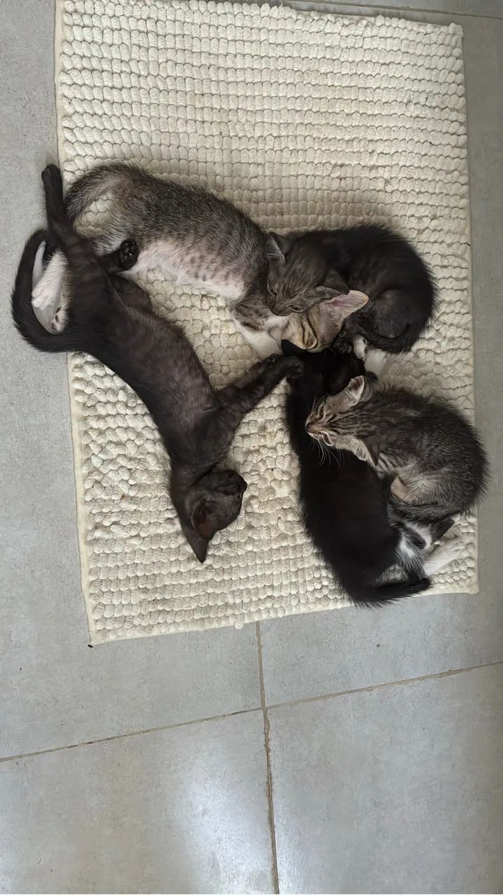 Gatinhos filhotes para adoção, 3 machos e 2 fêmeas  - Foto 3