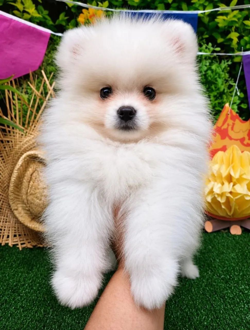 Spitz alemão macho anão ursinho  valor 2900.00 - Foto 2