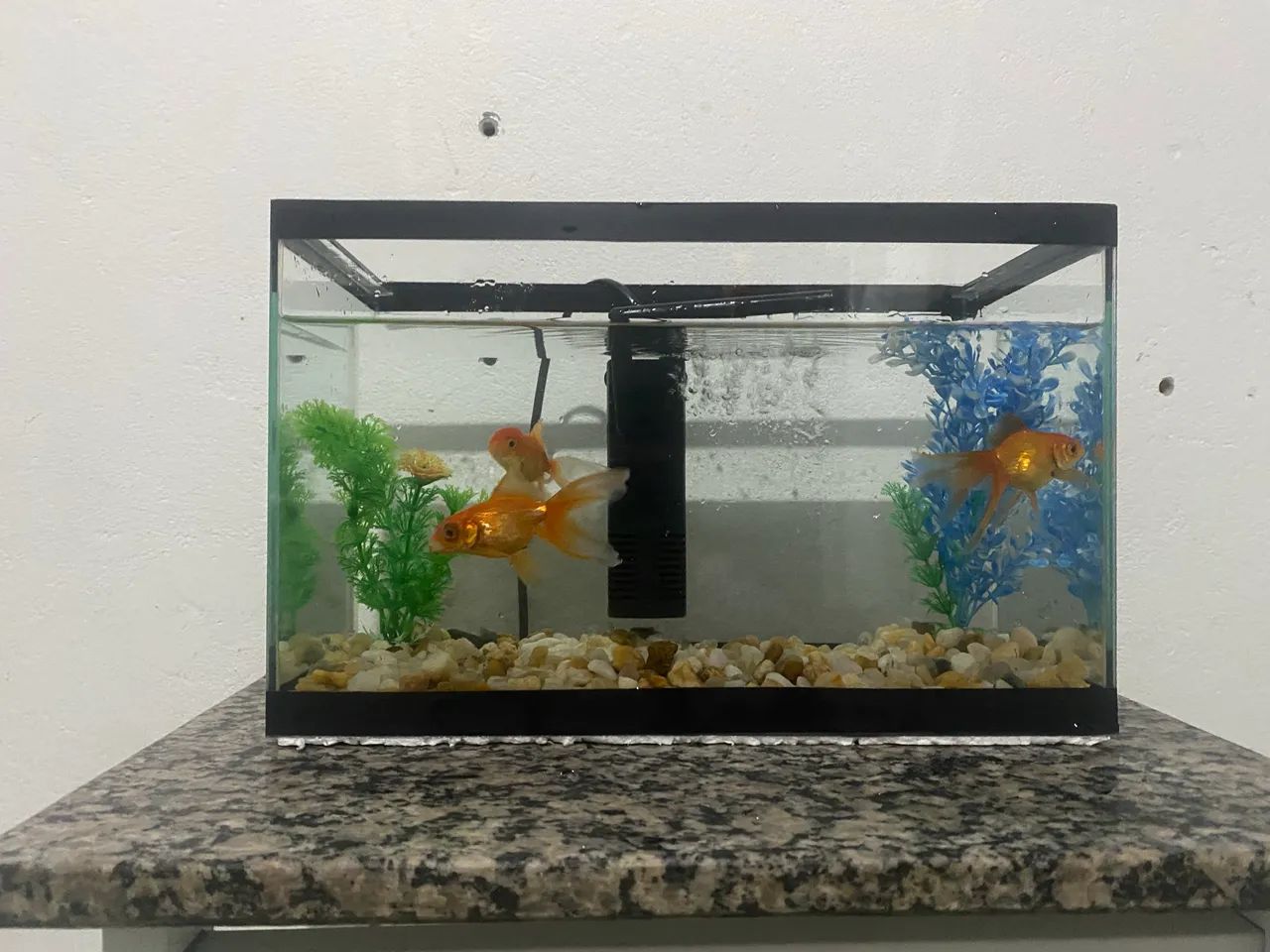 Aquario  - Foto 4
