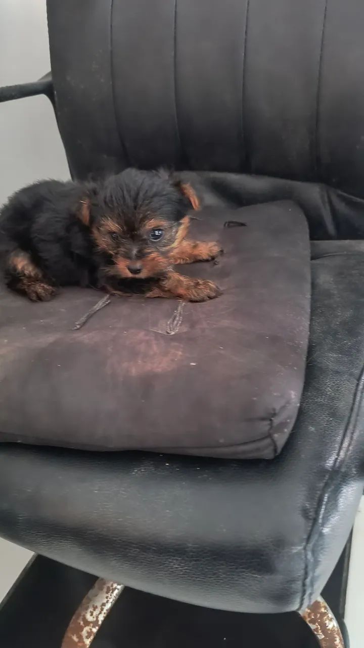 Yorkshire micro, (mini) macho