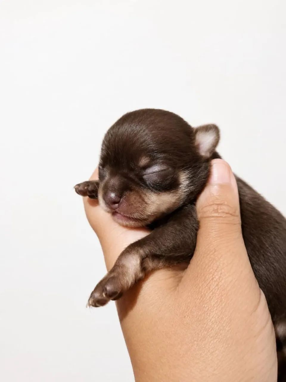 Bebês 